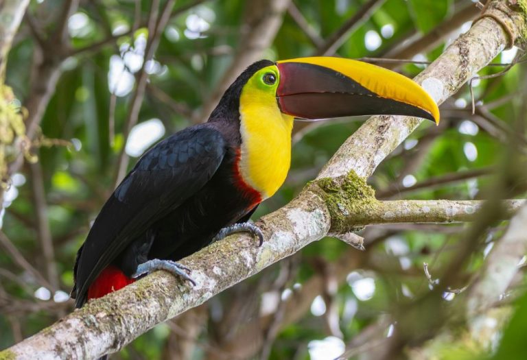 Een kleurrijke toekan rust op een tak in het tropisch regenwoud – een typische ontmoeting tijdens een reis naar Costa Rica. Deze vogel is een van de iconische soorten die je kunt spotten in nationale parken tijdens een avontuurlijke vakantie Costa Rica.
