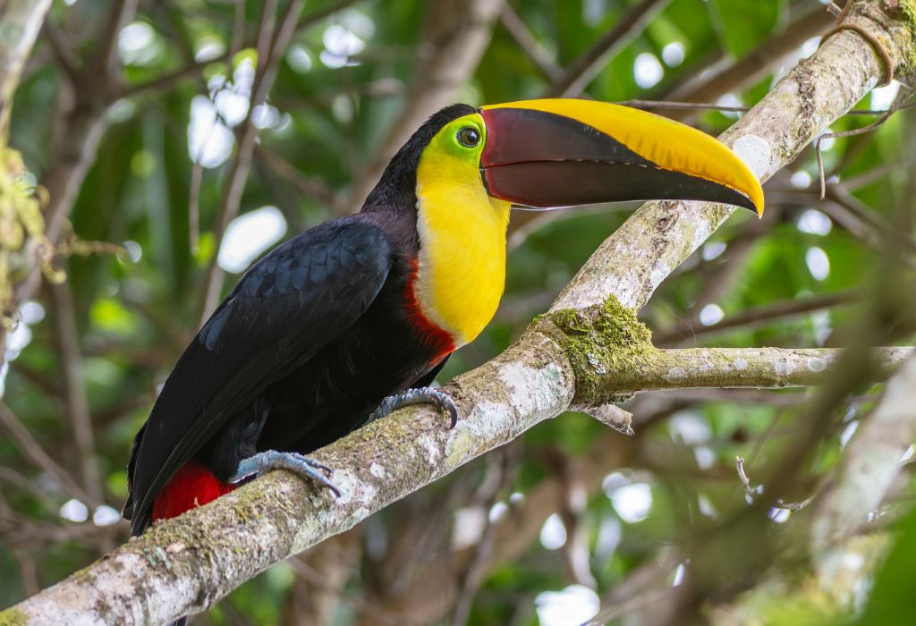 Een kleurrijke toekan rust op een tak in het tropisch regenwoud – een typische ontmoeting tijdens een reis naar Costa Rica. Deze vogel is een van de iconische soorten die je kunt spotten in nationale parken tijdens een avontuurlijke vakantie Costa Rica.