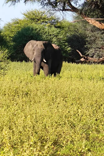 Indrukwekkende olifant staat tussen het hoge gras en bomen in de groene savanne van de Kavango Zambezi-regio.