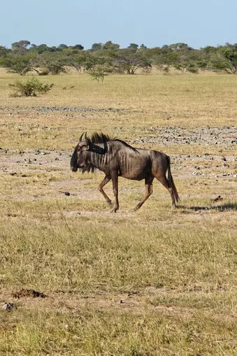 Afrikaans wildebeest wandelt alleen over een uitgestrekte savanne in de Kavango Zambezi-regio.