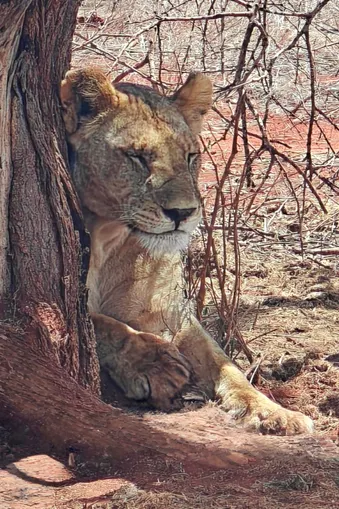 Rustende leeuwin ligt in de schaduw tegen een boom tijdens een safari in Kenia