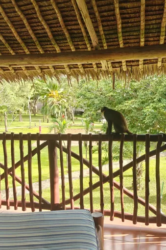 Aap zit op de houten balkonreling van een hotelkamer met uitzicht op tropische tuin in Kenia