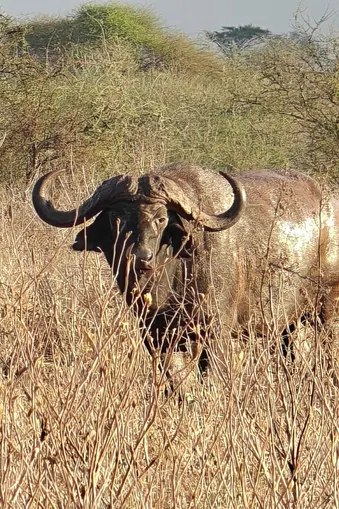 Grote Kaapse buffel staat tussen droog gras in het Taita Hills Wildlife Sanctuary in Kenia