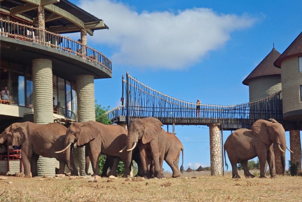 Groep olifanten wandelt voor de iconische Salt Lick Lodge in Taita Hills, met brug en ronde gebouwen op palen op de achtergrond