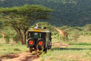 Safari-jeep met reizigers rijdt door het groene savannelandschap in Kenia terwijl giraffen rustig voorbijlopen in de verte