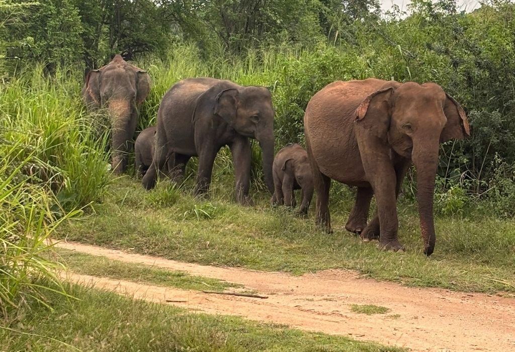 Een groep wilde olifanten, waaronder twee kleintjes, wandelt langs een zandpad in het groen van een nationaal park in Sri Lanka."
