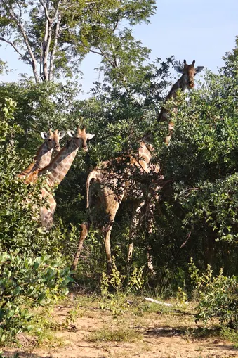 Drie giraffen eten bladeren tussen het struikgewas in het wild van de Kavango Zambezi-regio.